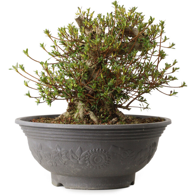 Rhododendron indicum Kozan, 35 cm, ± 30 years old, with a nebari of 18 cm