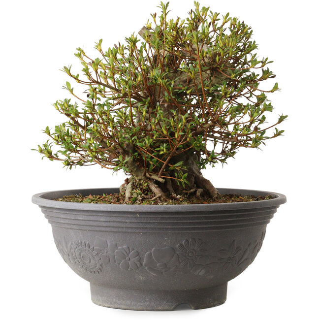 Rhododendron indicum Kozan, 35 cm, ± 30 anni, con un nebari di 18 cm