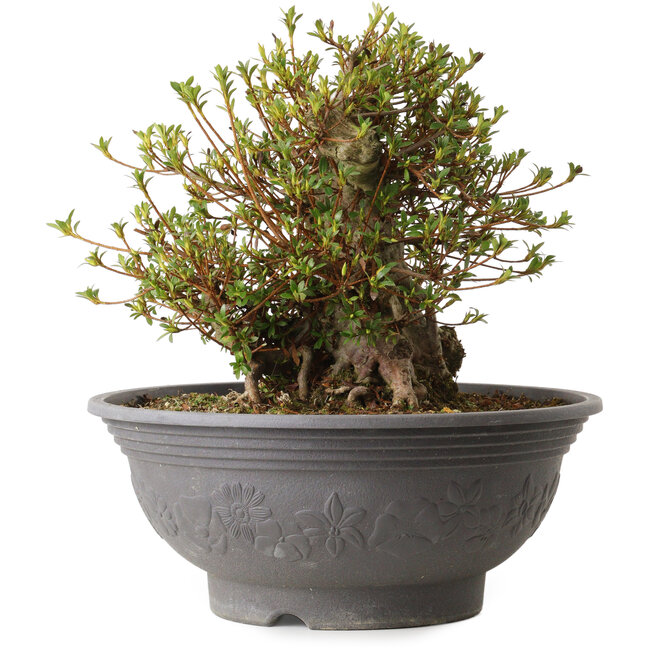 Rhododendron indicum Kozan, 35 cm, ± 30 anni, con un nebari di 18 cm