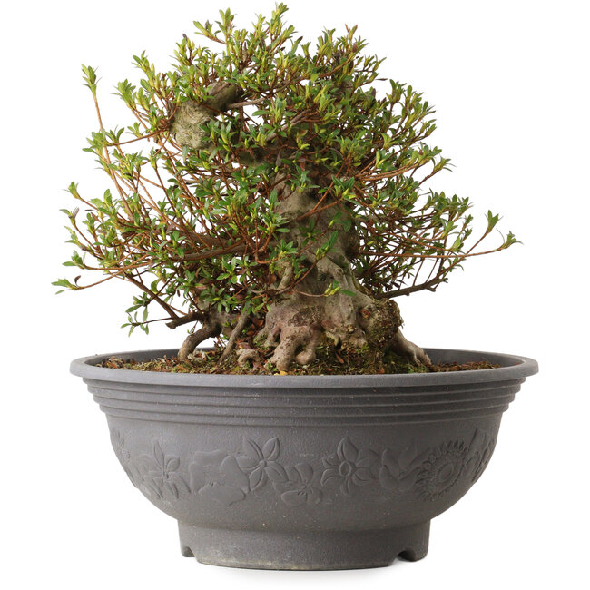 Rhododendron indicum Kozan, 35 cm, ± 30 años, con un nebari de 18 cm