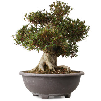 Rhododendron indicum Korin, 46 cm, ± 30 ans