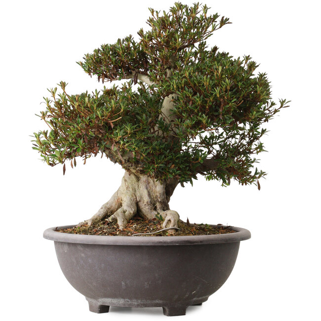 Rhododendron indicum Korin, 46 cm, ± 30 años, con un nebari de 28 cm