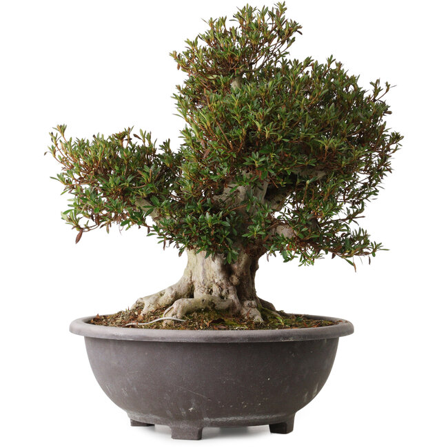 Rhododendron indicum Korin, 46 cm, ± 30 jaar oud, met een nebari van 28 cm