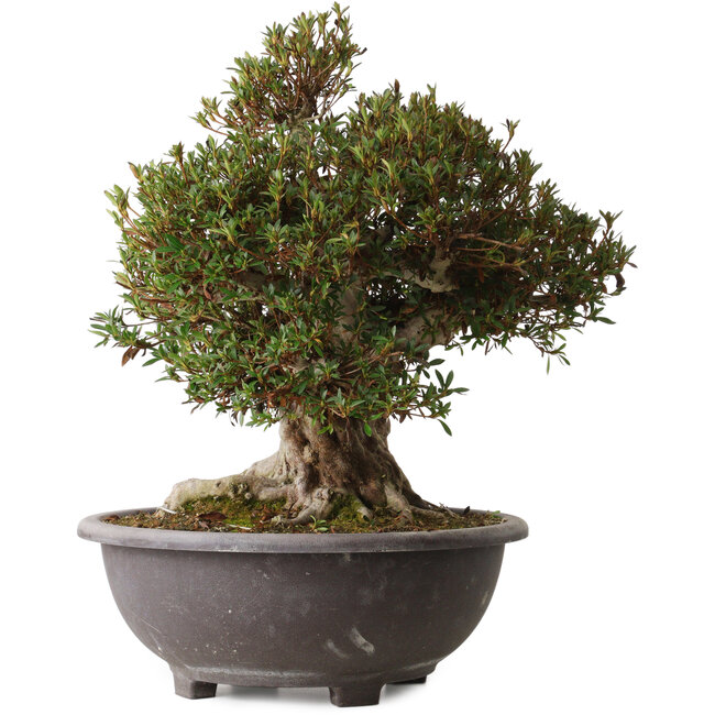 Rhododendron indicum Korin, 46 cm, ± 30 años, con un nebari de 28 cm