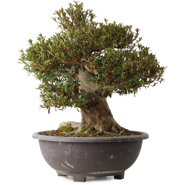 Rhododendron indicum Korin, 46 cm, ± 30 años, con un nebari de 28 cm