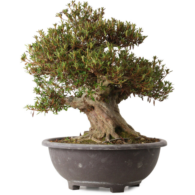 Rhododendron indicum Korin, 46 cm, ± 30 years old, with a nebari of 28 cm