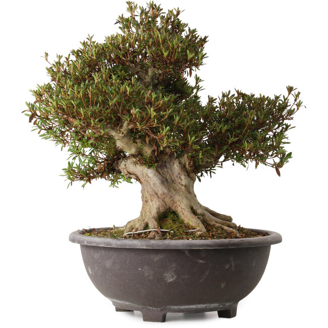 Rhododendron indicum Korin, 46 cm, ± 30 años, con un nebari de 28 cm