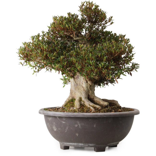 Rhododendron indicum Korin, 46 cm, ± 30 years old, with a nebari of 28 cm