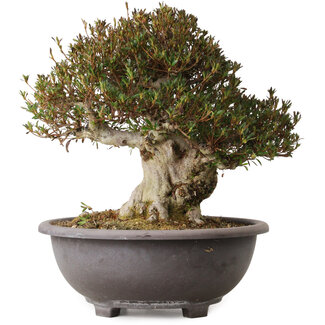 Rhododendron indicum Korin, 42 cm, ± 30 anni