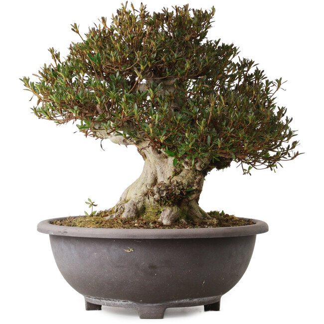 Rhododendron indicum Korin, 42 cm, ca. 30 Jahre alt, mit einem Wurzelhals von 20 cm