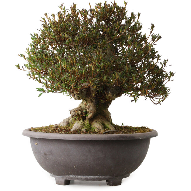 Rhododendron indicum Korin, 42 cm, ca. 30 Jahre alt, mit einem Wurzelhals von 20 cm