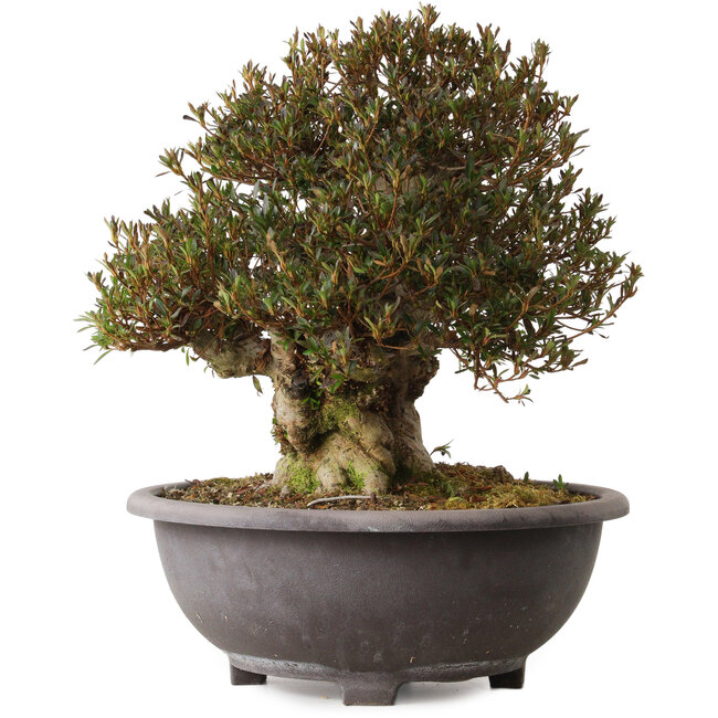 Rhododendron indicum Korin, 42 cm, ± 30 jaar oud, met een nebari van 20 cm