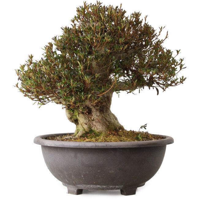 Rhododendron indicum Korin, 42 cm, ± 30 ans, avec un nebari de 20 cm