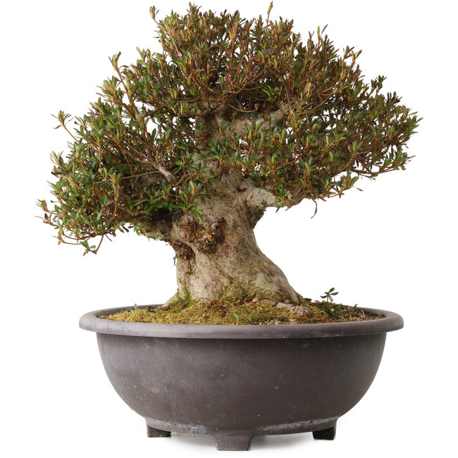 Rhododendron indicum Korin, 42 cm, ± 30 años, con un nebari de 20 cm