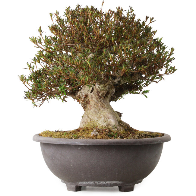 Rhododendron indicum Korin, 42 cm, ca. 30 Jahre alt, mit einem Wurzelhals von 20 cm