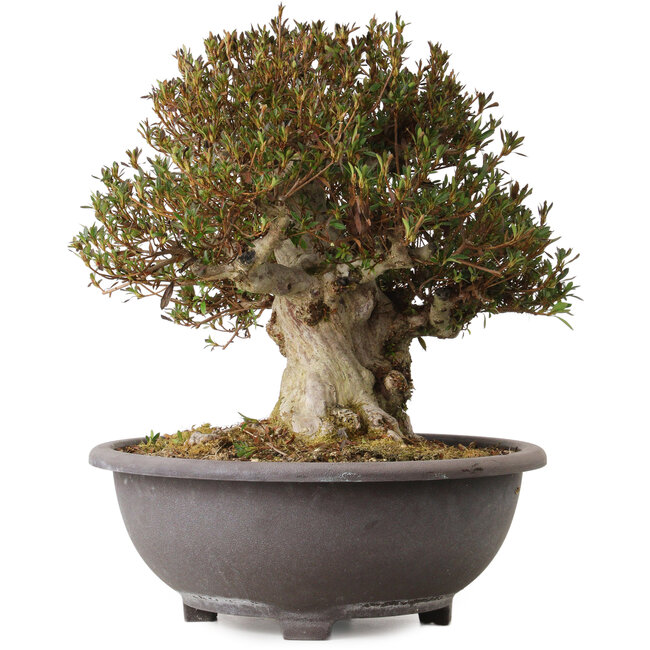 Rhododendron indicum Korin, 42 cm, ± 30 ans, avec un nebari de 20 cm