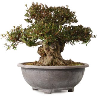 Rhododendron indicum Korin, 38 cm, ± 30 years old