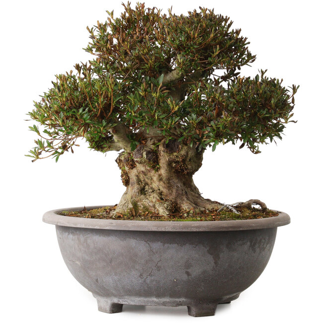 Rhododendron indicum Korin, 38 cm, ± 30 years old, with a nebari of 23 cm