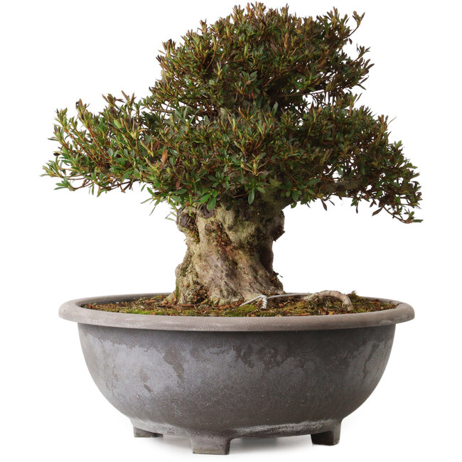 Rhododendron indicum Korin, 38 cm, ± 30 years old, with a nebari of 23 cm