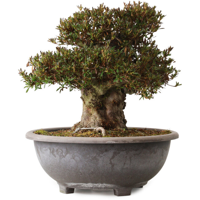 Rhododendron indicum Korin, 38 cm, ± 30 years old, with a nebari of 23 cm