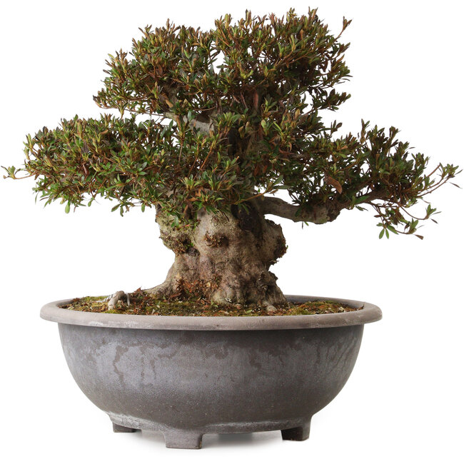 Rhododendron indicum Korin, 38 cm, ± 30 years old, with a nebari of 23 cm