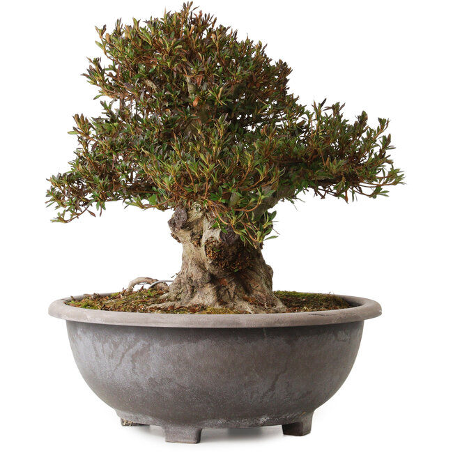 Rhododendron indicum Korin, 38 cm, ± 30 years old, with a nebari of 23 cm