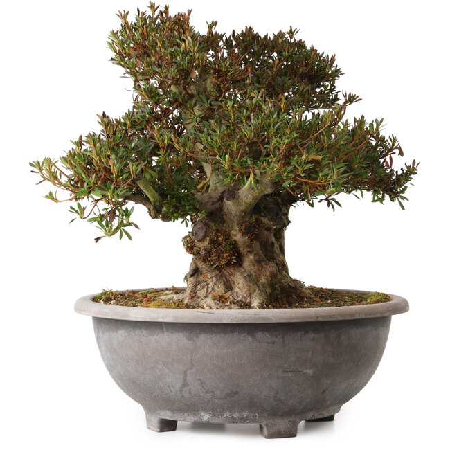 Rhododendron indicum Korin, 38 cm, ± 30 years old, with a nebari of 23 cm