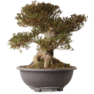 Rhododendron indicum Korin, 50 cm, ± 30 anni