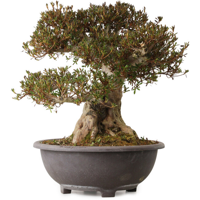 Rhododendron indicum Korin, 50 cm, ± 30 ans, avec un nebari de 28 cm