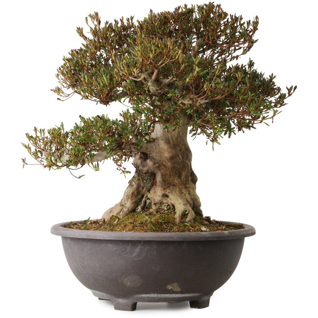 Rhododendron indicum Korin, 50 cm, ± 30 años, con un nebari de 28 cm