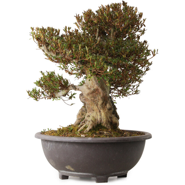 Rhododendron indicum Korin, 50 cm, ± 30 anni, con un nebari di 28 cm