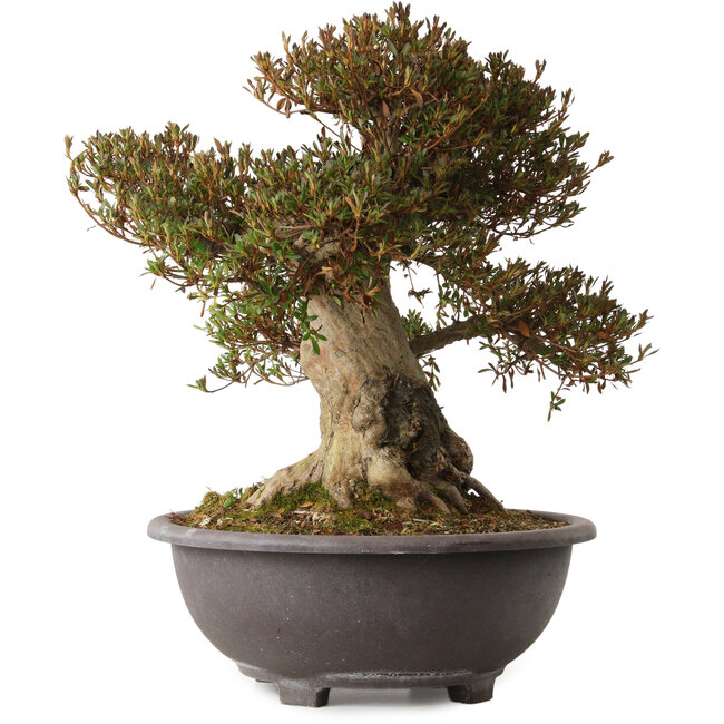 Rhododendron indicum Korin, 50 cm, ± 30 years old, with a nebari of 28 cm