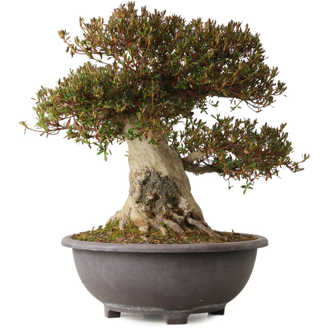 Rhododendron indicum Korin, 50 cm, ± 30 ans, avec un nebari de 28 cm