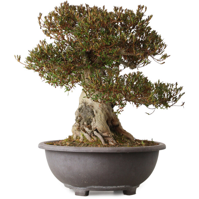 Rhododendron indicum Korin, 50 cm, ± 30 ans, avec un nebari de 28 cm