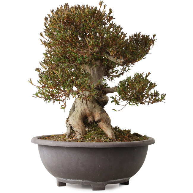 Rhododendron indicum Korin, 50 cm, ca. 30 Jahre alt, mit einem Wurzelhals von 28 cm