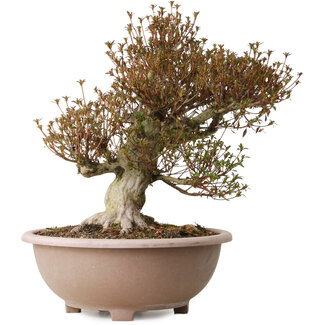 Rhododendron indicum Kinsai, 55 cm, ± 30 Jahre alt