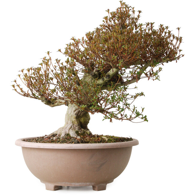 Rhododendron indicum Kinsai, 55 cm, ± 30 jaar oud, met een nebari van 22 cm