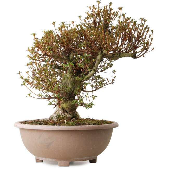 Rhododendron indicum Kinsai, 55 cm, ca. 30 Jahre alt, mit einem Wurzelhals von 22 cm