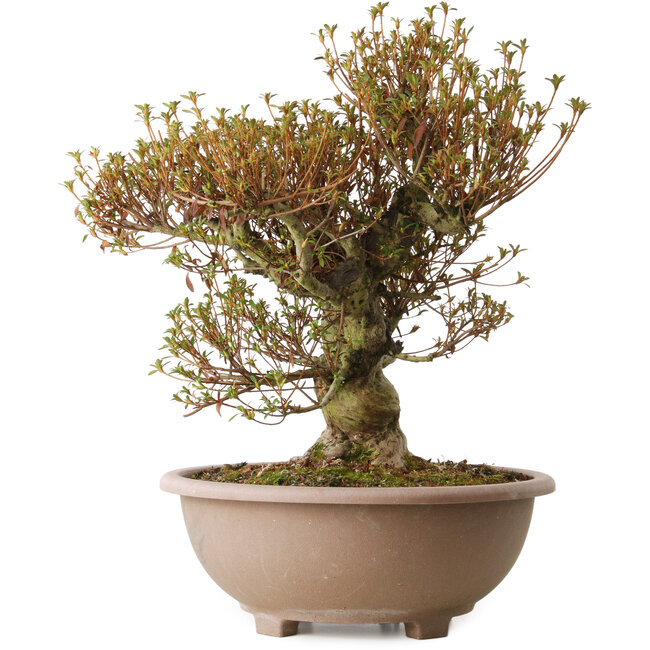 Rhododendron indicum Kinsai, 55 cm, ± 30 jaar oud, met een nebari van 22 cm