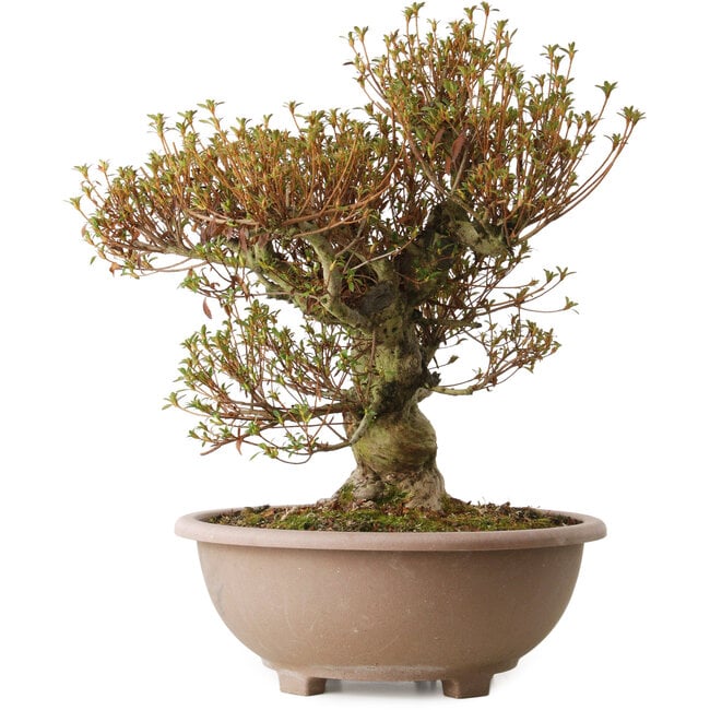 Rhododendron indicum Kinsai, 55 cm, ± 30 years old, with a nebari of 22 cm