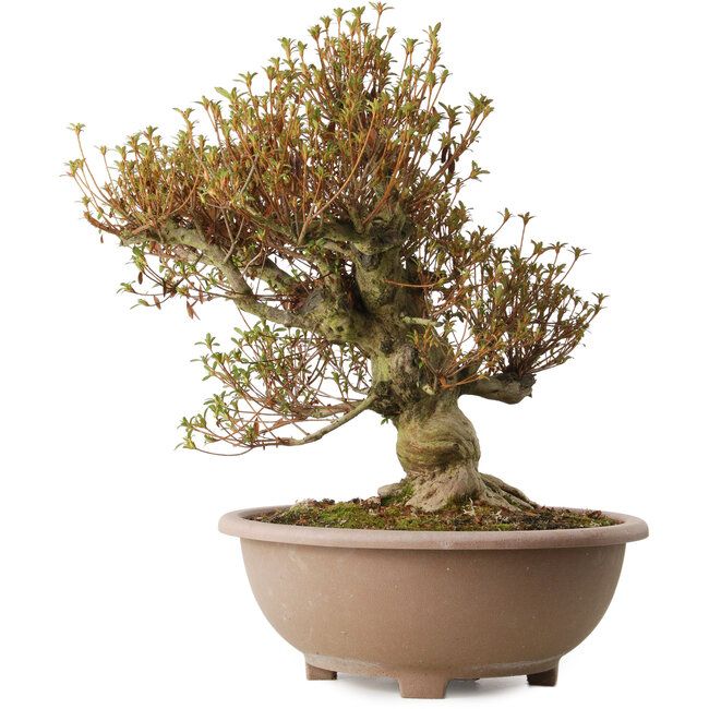 Rhododendron indicum Kinsai, 55 cm, ± 30 ans, avec un nebari de 22 cm