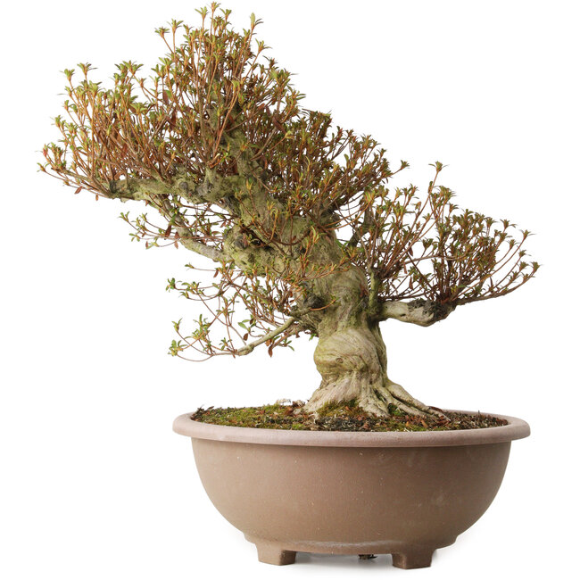 Rhododendron indicum Kinsai, 55 cm, ± 30 jaar oud, met een nebari van 22 cm