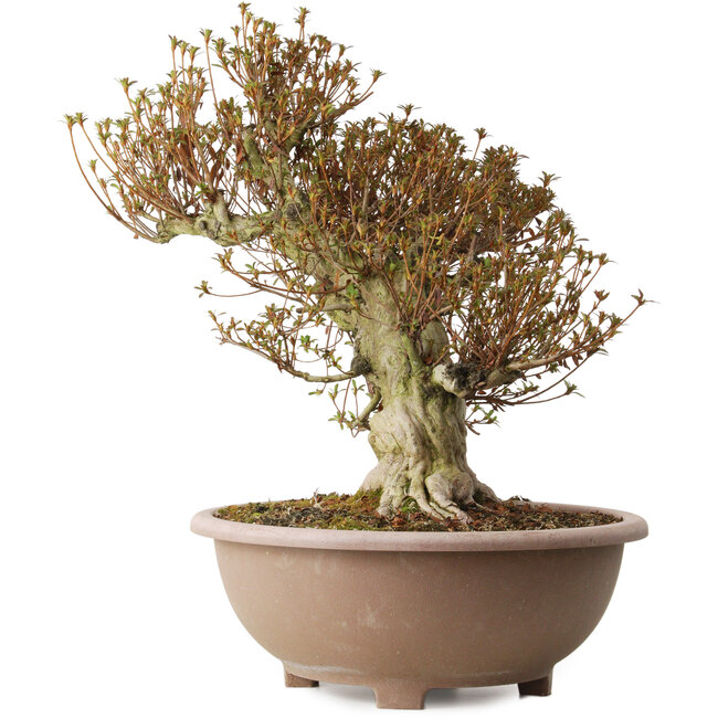 Rhododendron indicum Kinsai, 55 cm, ± 30 ans, avec un nebari de 22 cm