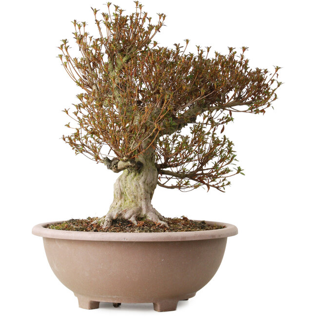 Rhododendron indicum Kinsai, 55 cm, ± 30 years old, with a nebari of 22 cm