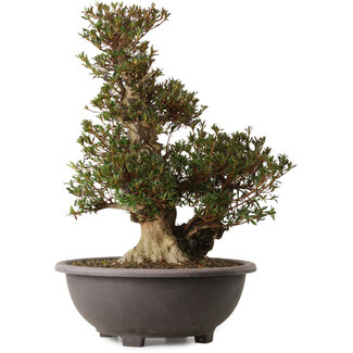 Rhododendron indicum Korin, 60 cm, ± 30 ans