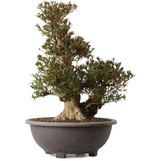 Rhododendron indicum Korin, 60 cm, ± 30 years old