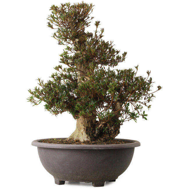 Rhododendron indicum Korin, 60 cm, environ 30 ans, avec un nebari de 23 cm et une cicatrice sur la face antérieure du tronc