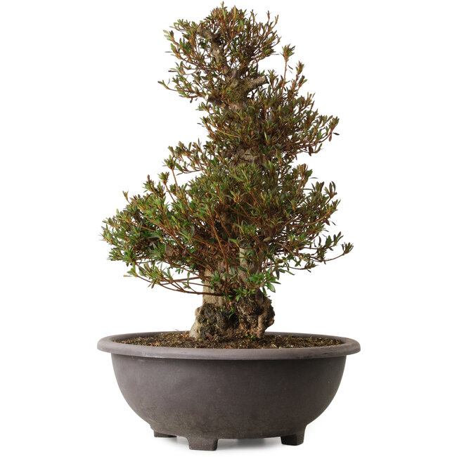 Rhododendron indicum Korin, 60 cm, ca. 30 Jahre alt, mit einem Wurzelhals von 23 cm und einer Narbe an der Vorderseite des Stammes