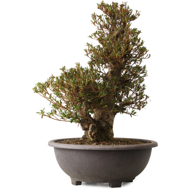 Rhododendron indicum Korin, 60 cm, ± 30 anni, con un nebari di 23 cm e una cicatrice sulla parte anteriore del tronco