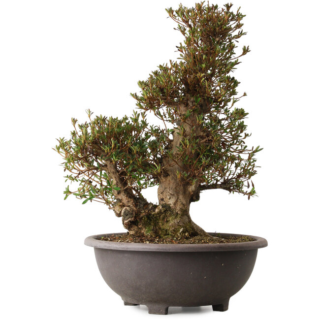 Rhododendron indicum Korin, 60 cm, environ 30 ans, avec un nebari de 23 cm et une cicatrice sur la face antérieure du tronc